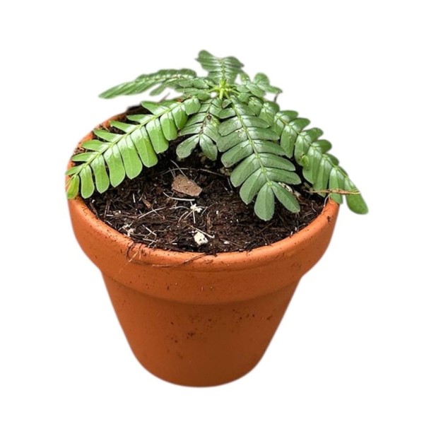 Biophytum zenkeri