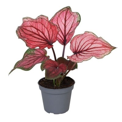 Caladium Lucia MINI 2