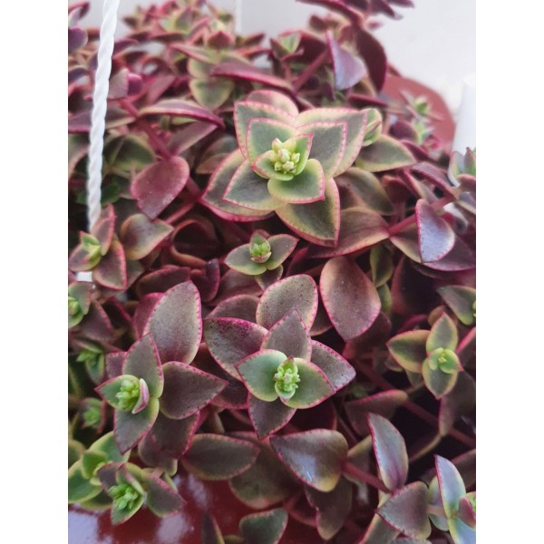 Crassula marginalis LARGE MACETA COLGANTE