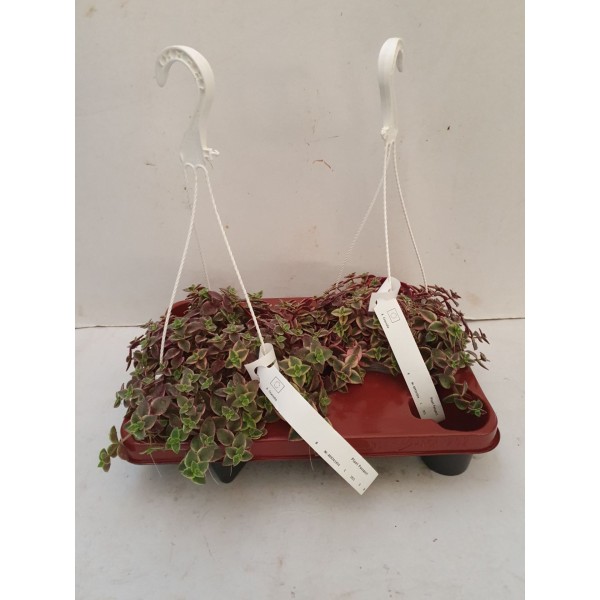 Crassula marginalis LARGE MACETA COLGANTE