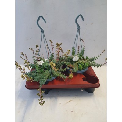 Crassula perforata LARGE MACETA COLGANTE 2