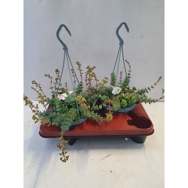 Crassula perforata LARGE MACETA COLGANTE