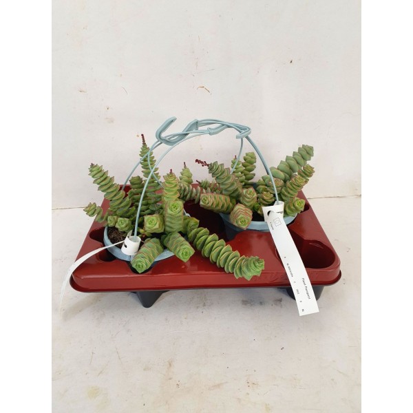Crassula perforata LARGE MACETA COLGANTE