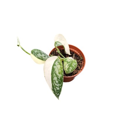 Scindapsus Mayari Variegata SMALL 2