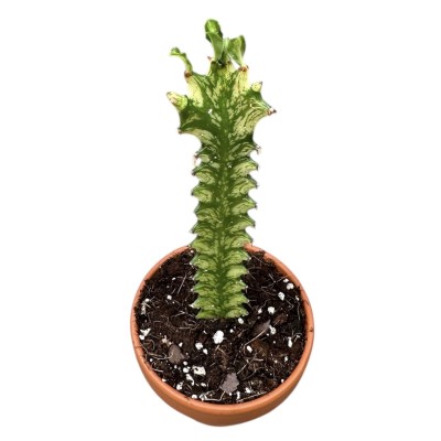 Euphorbia Lactea Variegata SMALL 2