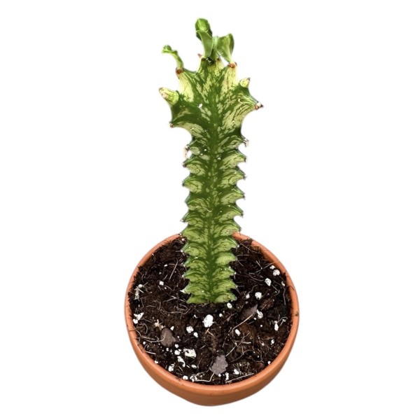 Euphorbia Lactea Variegata SMALL
