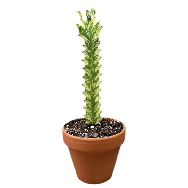 Euphorbia Lactea Variegata SMALL
