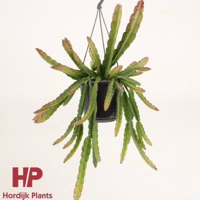 Lepismium Cruciforme Red Tip LARGE COLGANTE 2