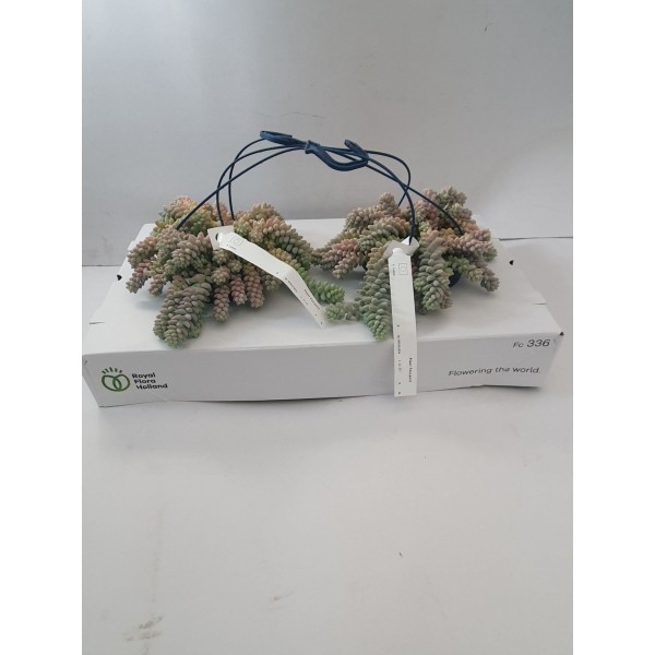 Sedum burrito