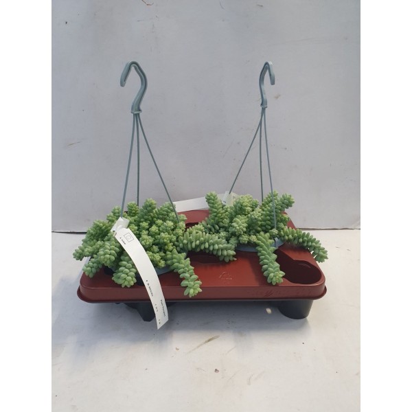 Sedum burrito
