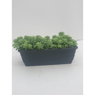 Sedum burrito 2
