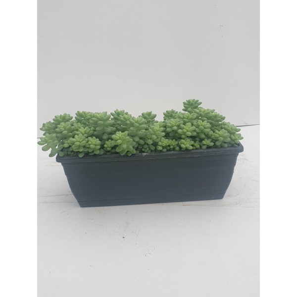 Sedum burrito