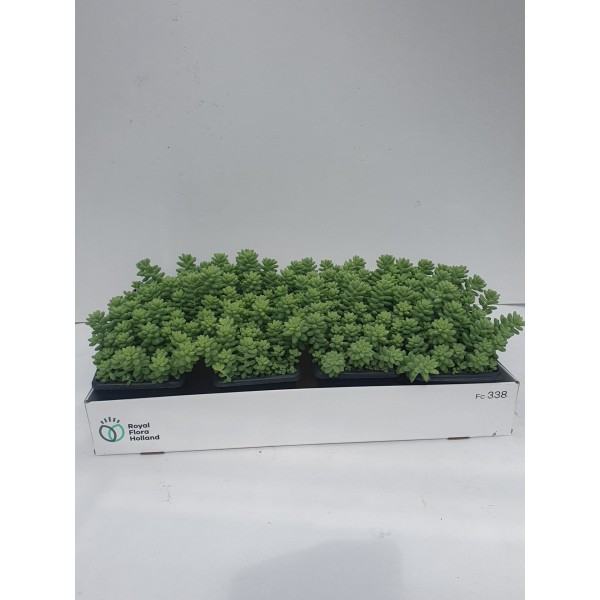 Sedum burrito