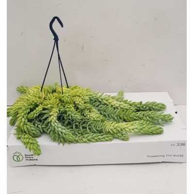 Sedum morganianum 2