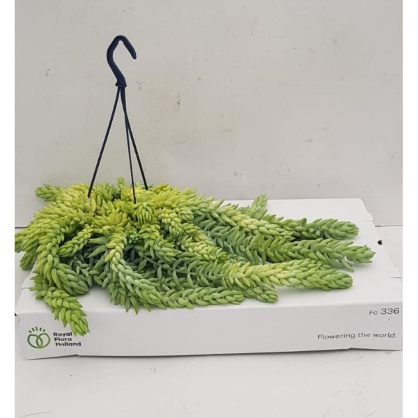 Sedum morganianum