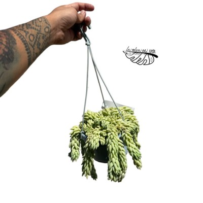 Sedum morganianum
