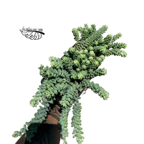 Sedum burrito