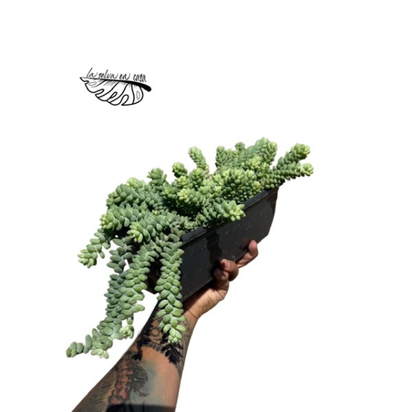 Sedum burrito