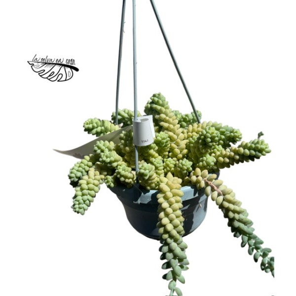 Sedum burrito