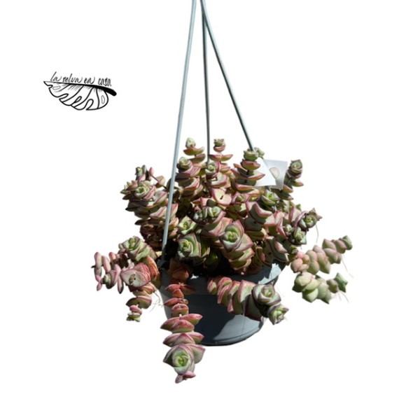 Crassula perforata LARGE MACETA COLGANTE