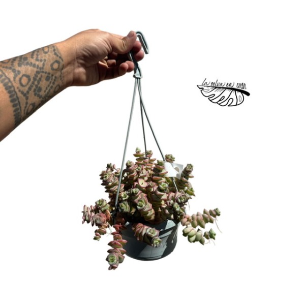 Crassula perforata LARGE MACETA COLGANTE