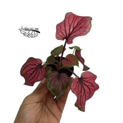 Caladium Lucia MINI
