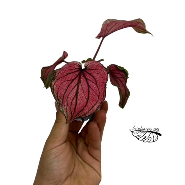 Caladium Lucia MINI