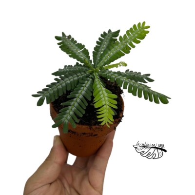Biophytum zenkeri 2