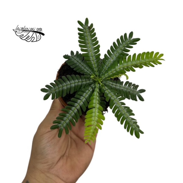 Biophytum zenkeri