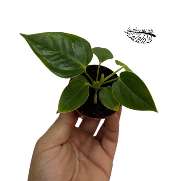 Anthurium Veitchii