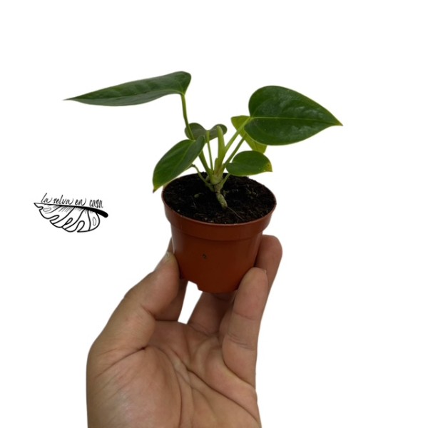 Anthurium Veitchii