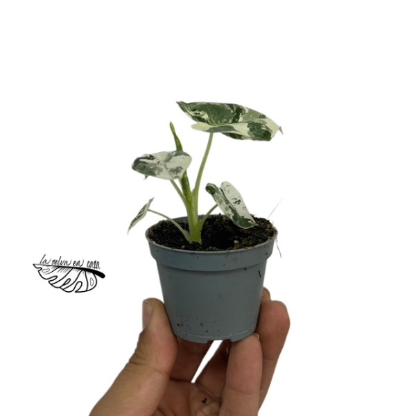 Alocasia micholitziana Frydek Variegata