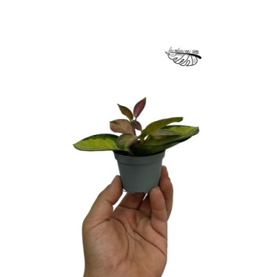 Hoya australis Tricolor MINI