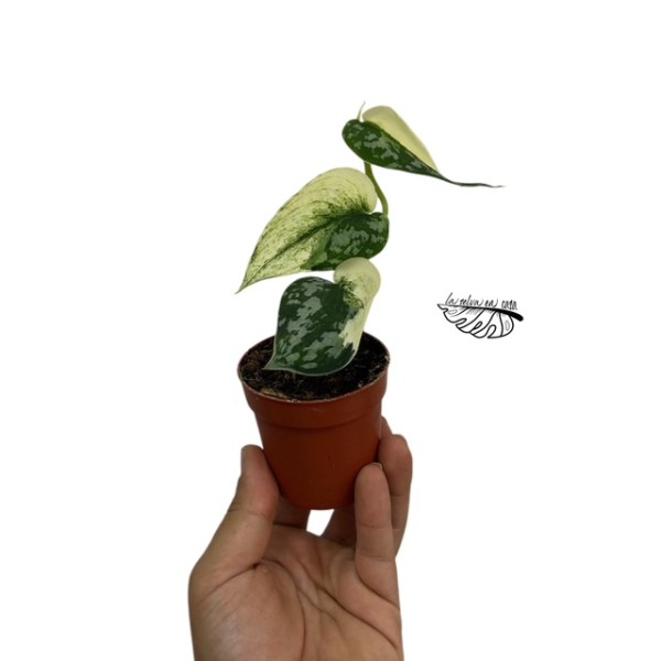 Scindapsus Mayari Variegata SMALL