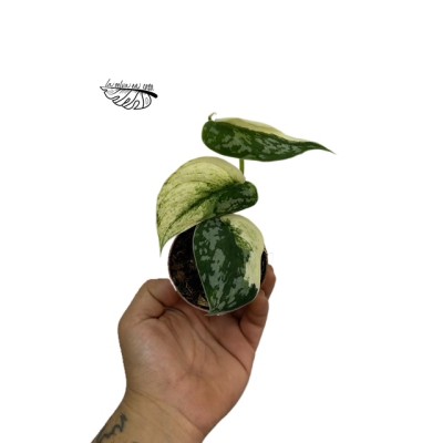 Scindapsus Mayari Variegata SMALL
