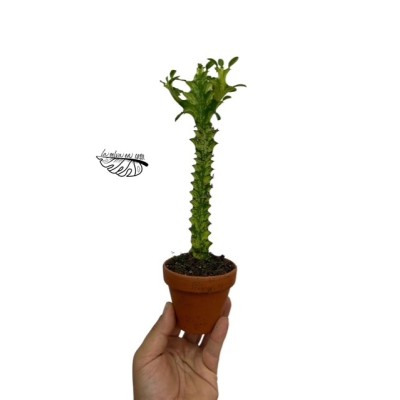 Euphorbia Lactea Variegata SMALL
