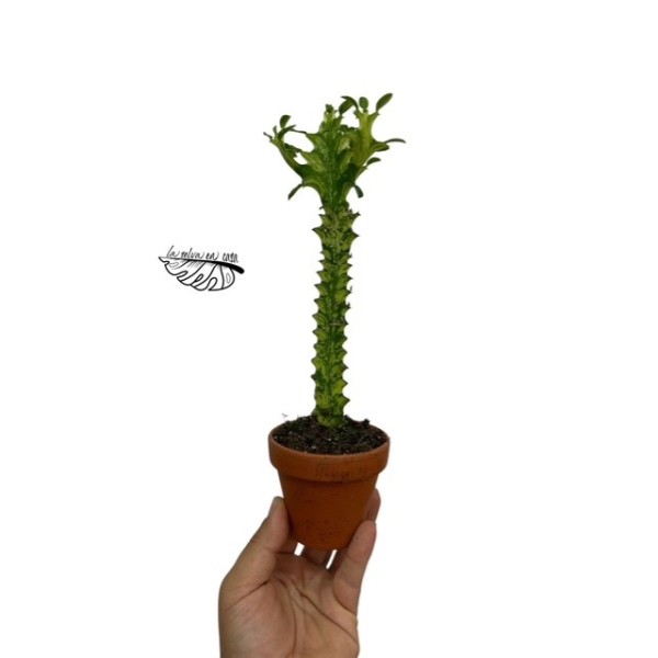 Euphorbia Lactea Variegata SMALL