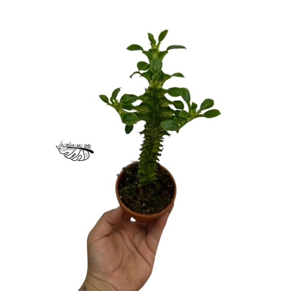 Euphorbia Lactea Variegata SMALL