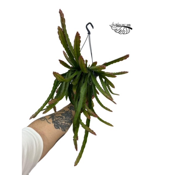 Lepismium Cruciforme Red Tip LARGE COLGANTE