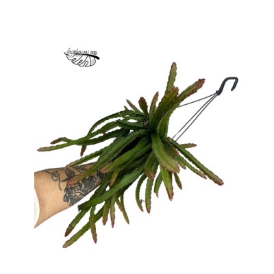Lepismium Cruciforme Red Tip LARGE COLGANTE