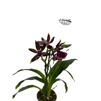 Zygopetalum Louisendorf LARGE 2