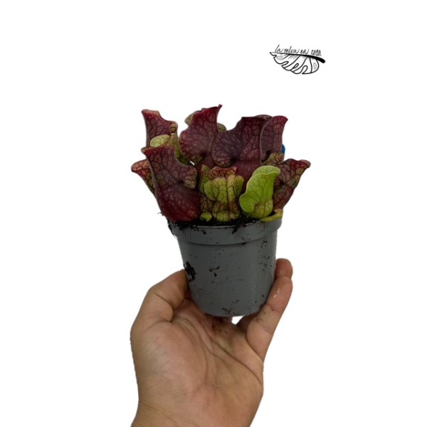 Sarracenia MIX 9 cm