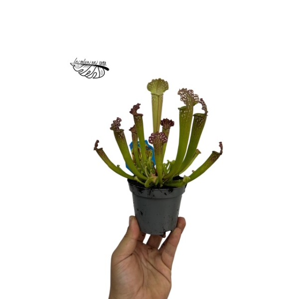 Sarracenia MIX 9 cm