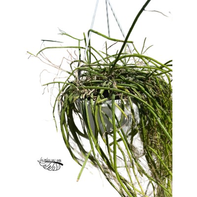 Rhipsalis hatiora