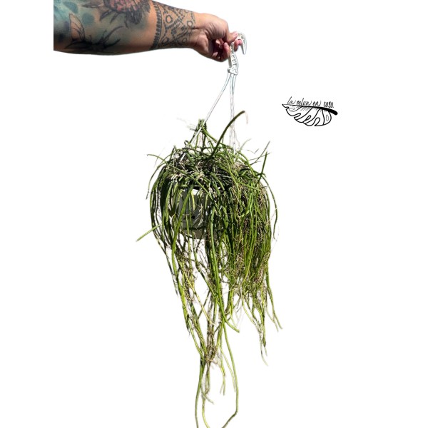 Rhipsalis hatiora