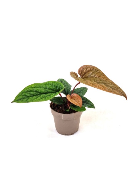 Anthurium radicans x luxurians