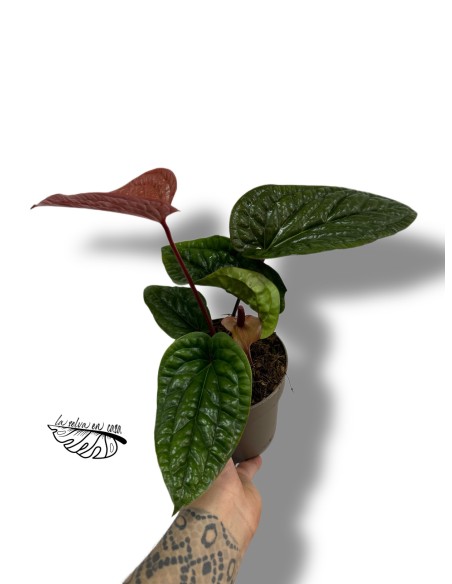 Anthurium radicans x luxurians