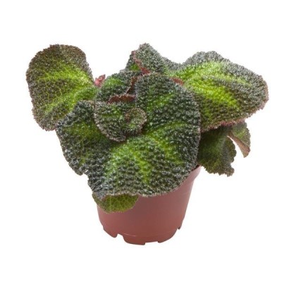 Begonia solimutata 2