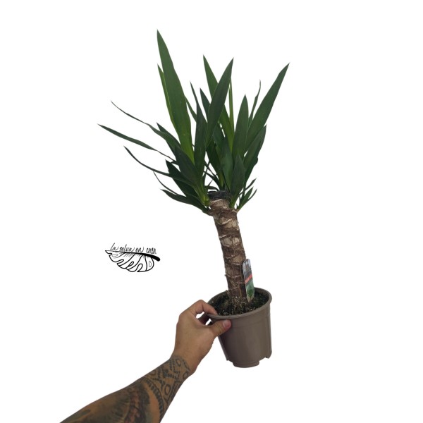 Yucca elephantipes LARGE