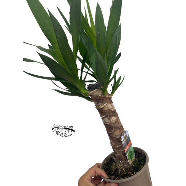 Yucca elephantipes LARGE